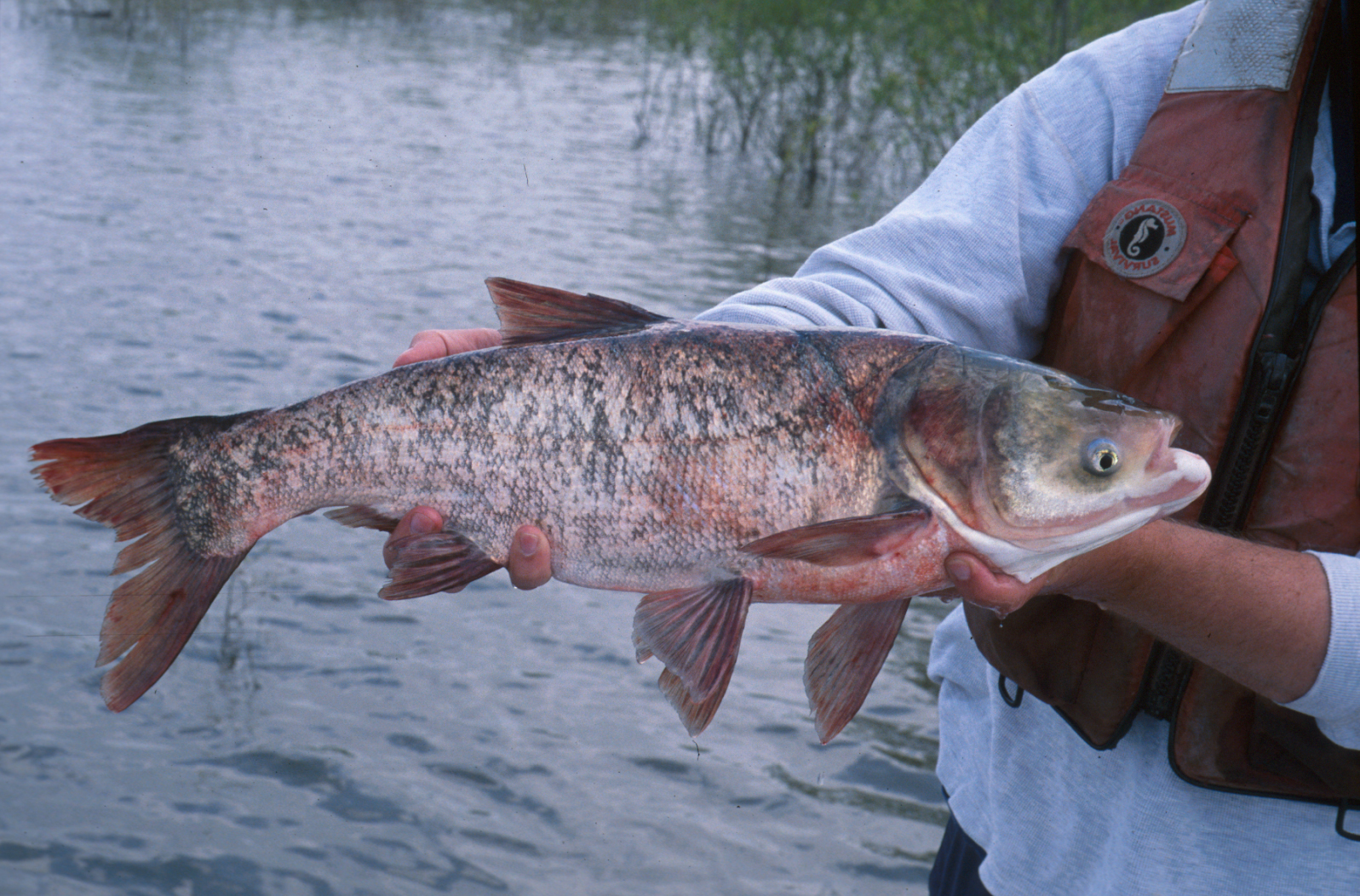 Jelly B. recomended species Asian carp