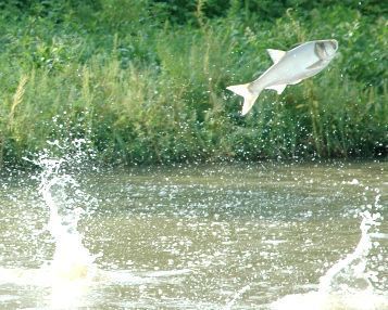 Trigger recommend best of jumping Asian carp