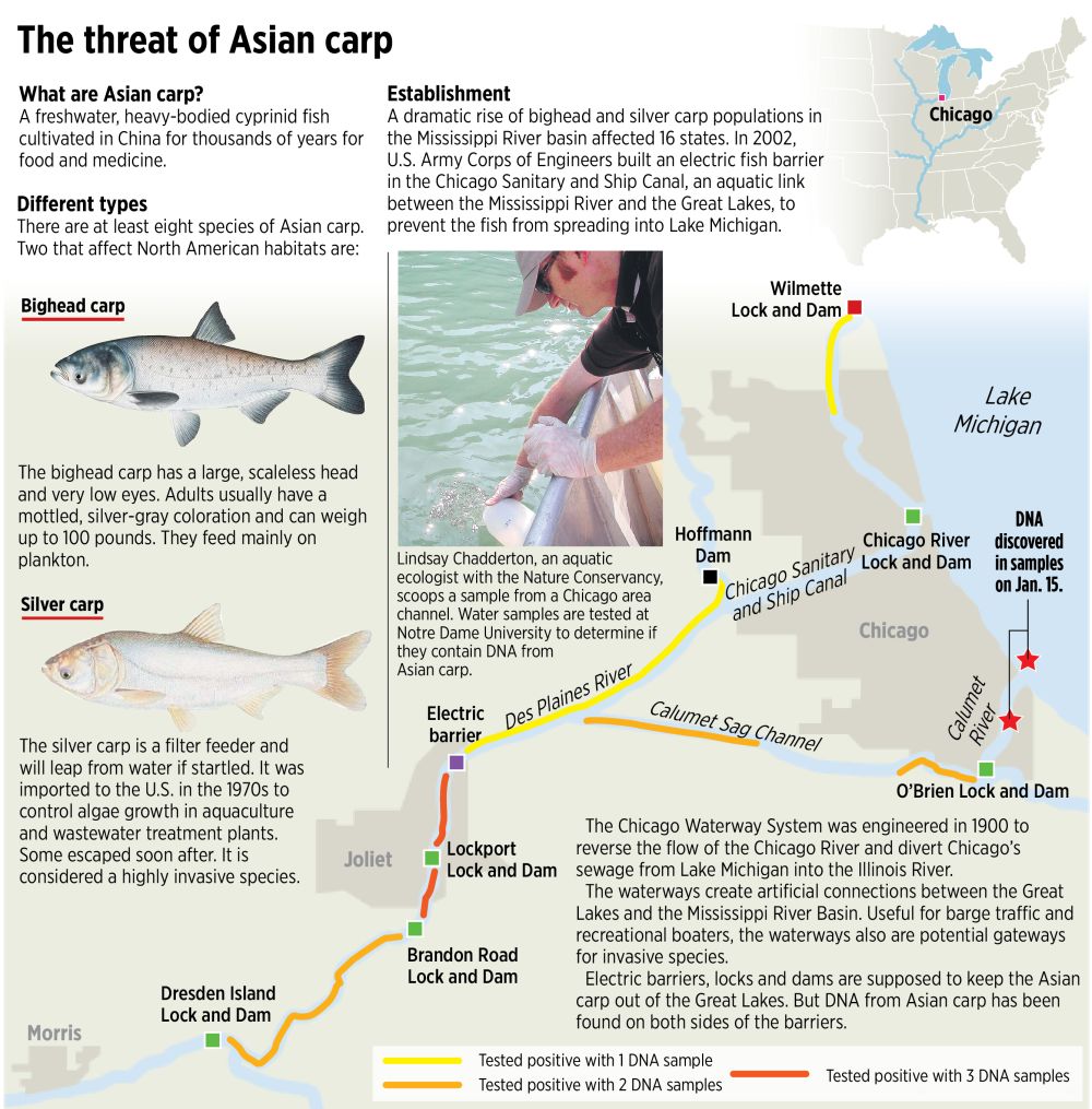 Tinkerbell reccomend Asian carp species
