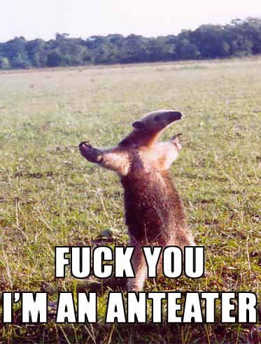 Whisky G. reccomend anteater