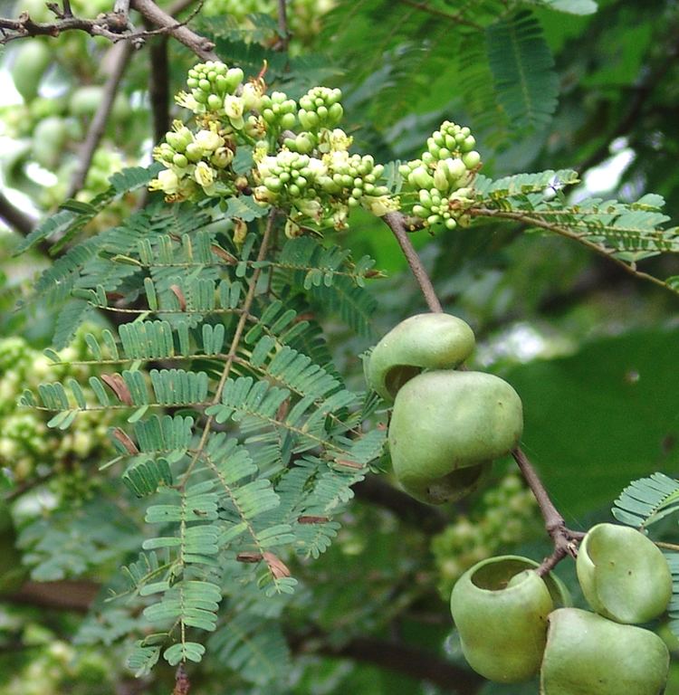 Asian leguminous shrub cajanus